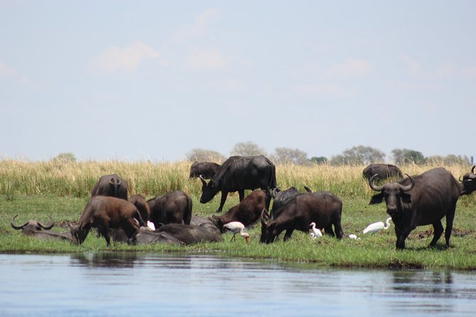 5-DAY Victoria Falls and Chobe National Park - Day 5: One last morning before the airport
