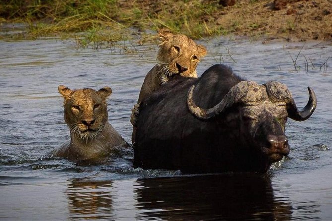 5 Day Victoria Falls and Chobe National Park Camping Tour - Days 3 and 4: Chobe by Safari Vehicle and Boat