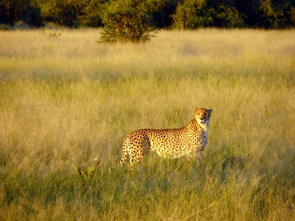 5 Day Victoria Falls and Chobe National Park Camping Tour - Timing, Transport, and Group Size