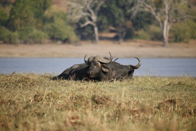 5 Day Victoria Falls and Chobe National Park Luxury Accommodated Tour - Days 3 and 4: Two full days in Chobe National Park
