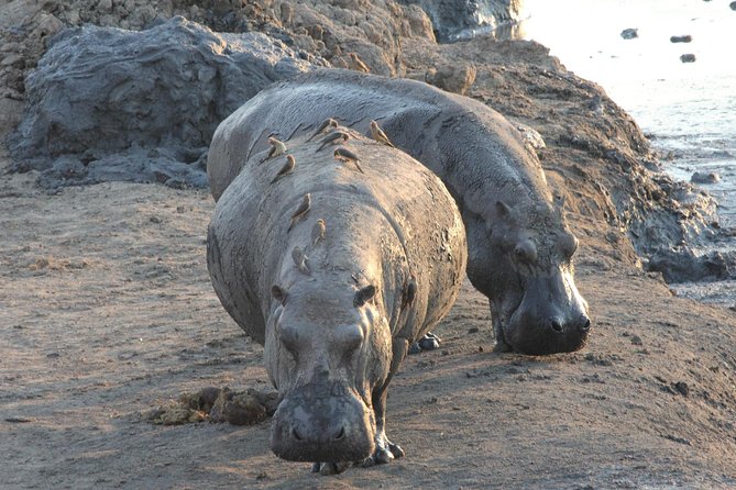 5 Day Victoria Falls and Hwange National Park Accommodated Safari Tour - Day one: a two-hour sunset cruise on the upper Zambezi