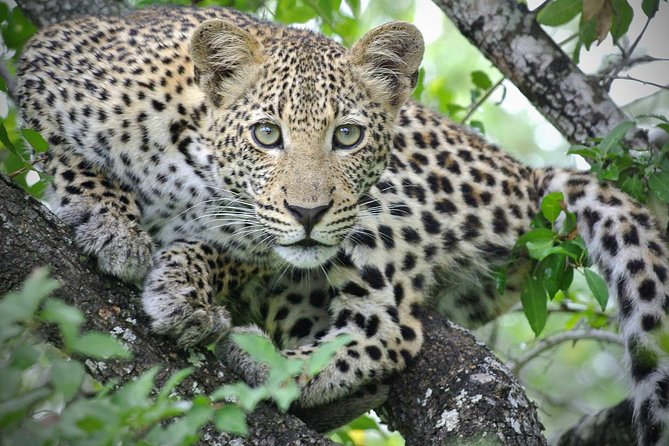 5 Day Victoria Falls and Hwange National Park Accommodated Safari Tour - Day five: three final hours in the park