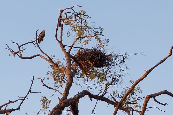 6 Days Victoria Falls Chobe Wildlife and Okavango Delta Tour - Day 1: Three hours on the Chobe River