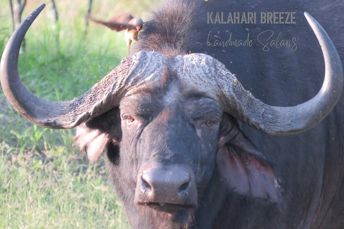 7 Day Highlights Of Botswana Overland Tour – ACCOMODATED (midrange) - Day 7: Transfer to Maun Airport