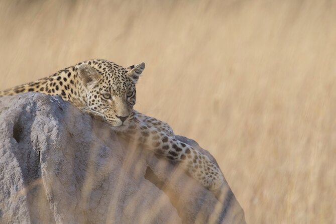 8 Day Chobe NP, Elephant Sands, Okavango Delta & Victoria Falls - Chobe combines a river morning with a park afternoon
