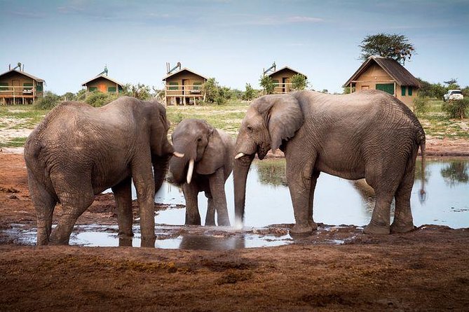 8 Day Highlights Of Botswana & Victoria Falls Overland Tour - Day 7: One more Delta morning, then Maun