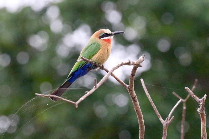 Birdwatching Cruise in Zambezi River with Breakfast - Who should book this cruise?