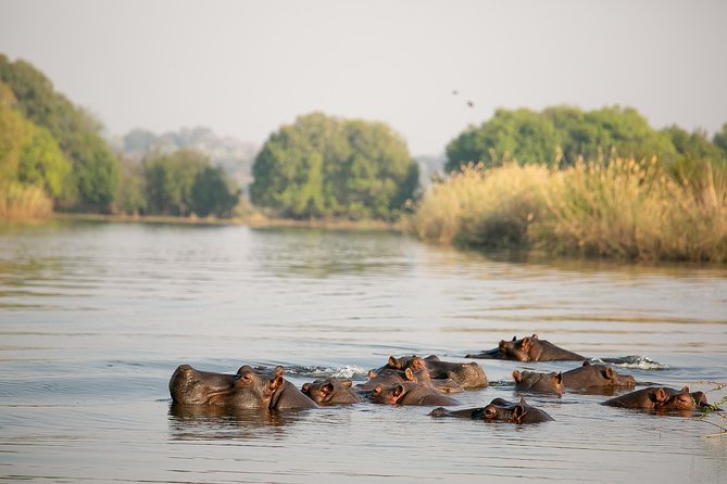 Birdwatching Cruise in Zambezi River with Breakfast - Looking for the African pitta and Narina Trogon