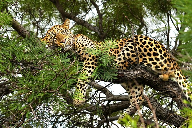 Chobe Botswana Day Trip River and Land Safari from Victoria Falls - The 7:00 am pickup from Victoria Falls