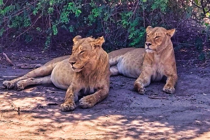 Chobe Botswana Day Trip River and Land Safari from Victoria Falls - Morning game drive: the best chance for active predators