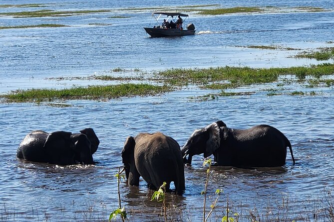 Chobe Botswana Day Trip River and Land Safari from Victoria Falls - Lunch at Chobe Safari Lodge around noon