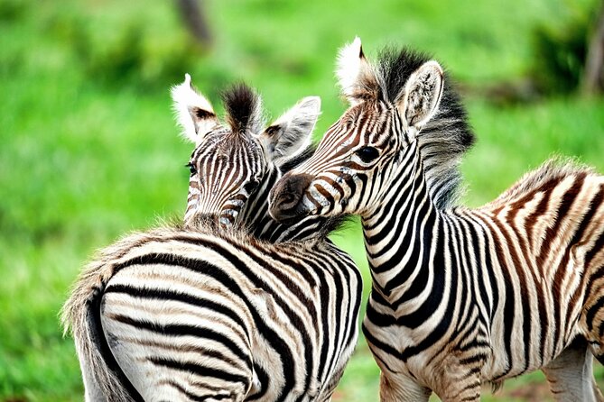 Chobe Botswana Day Trip River and Land Safari from Victoria Falls - Returning to Victoria Falls by about 6:00 pm