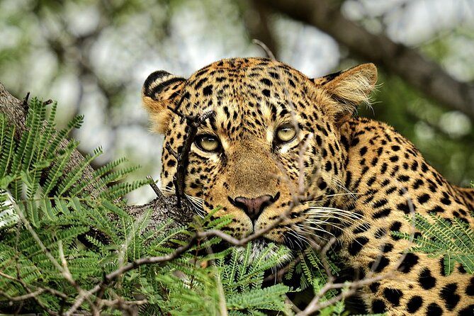 Chobe Botswana Day Trip River and Land Safari from Victoria Falls - Is $195 good value for this full-day safari?