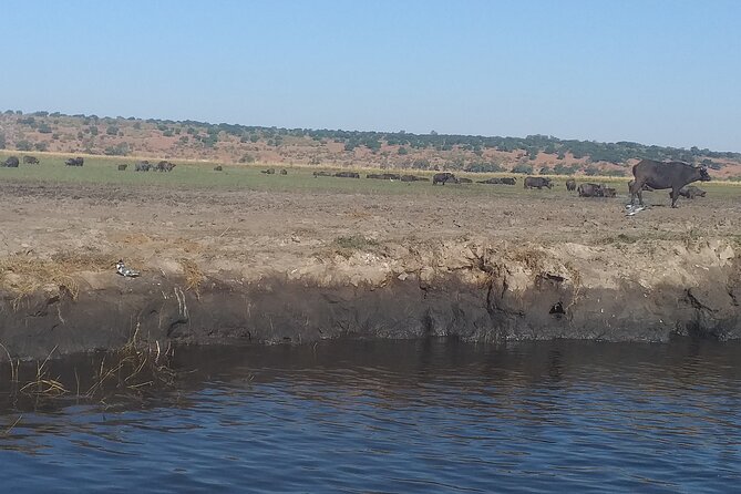 Chobe Botswana Full-Day Trip - Lunch in Botswana at noon