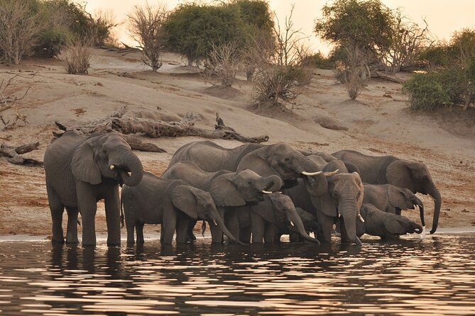 Chobe Day Trip - Key points to know before you book