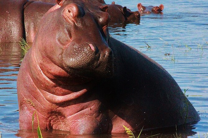 Chobe Day Trip - Lunch, water, and the break between activities