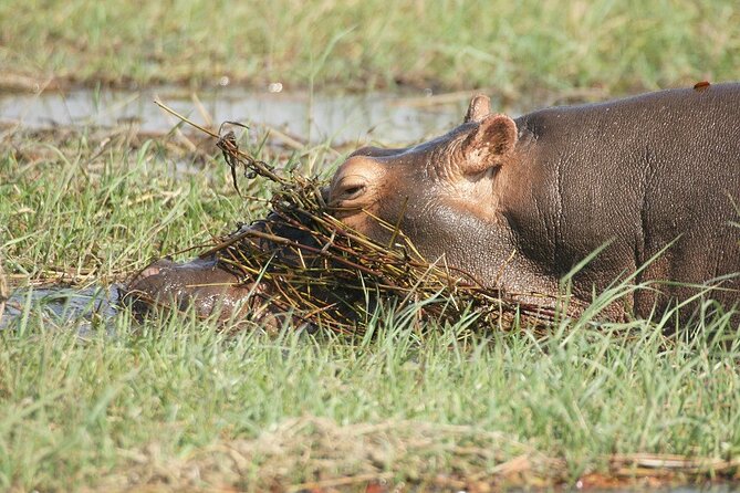 Chobe Day Trip - The afternoon 4x4 game drive