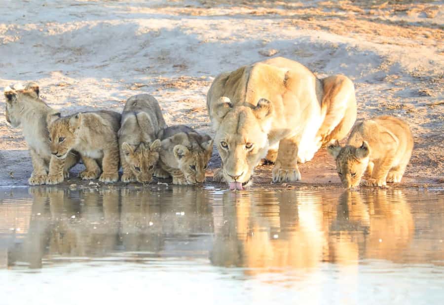 Chobe Day Trip - From Vic Falls - With Lunch (Buffet) - Key points to know before booking