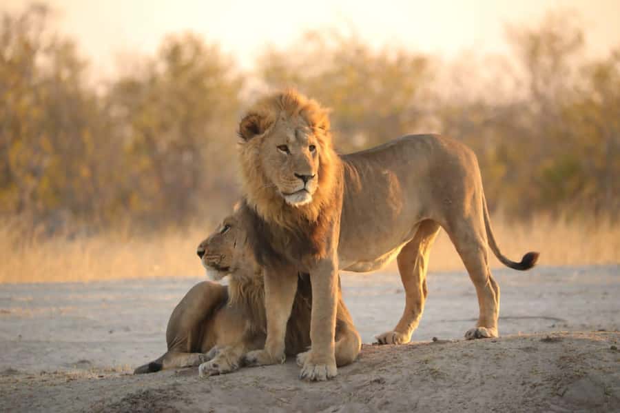 Chobe Day Trip - From Vic Falls - With Lunch (Buffet) - Why Chobe works as a day trip from Victoria Falls