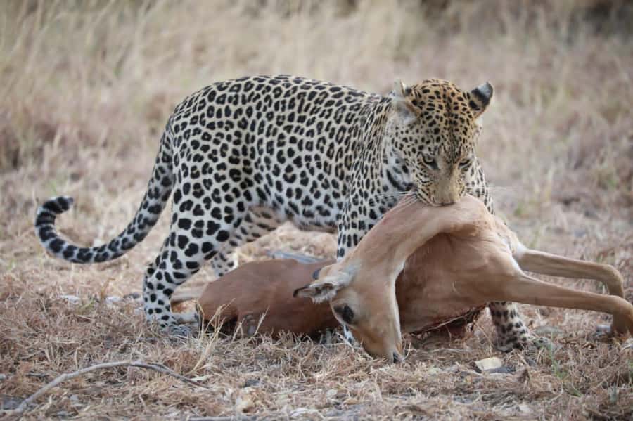 Chobe Day Trip - From Vic Falls - With Lunch (Buffet) - The three-hour Chobe game drive