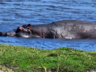 Chobe Day Trip – From Vic Falls – With Lunch (Buffet)