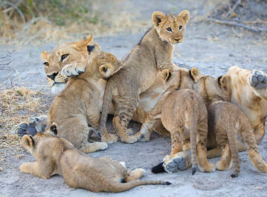 Chobe Day Trip - From Vic Falls - With Lunch (Buffet) - The buffet lunch between safari activities