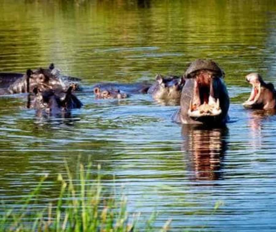 Chobe Day Trip - From Vic Falls - With Lunch (Buffet) - Final advice: should you book it?