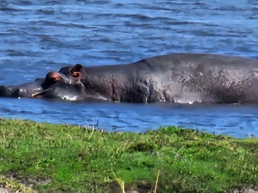 Chobe Day Trip - From Vic Falls - With Lunch (Buffet) - Getting from Victoria Falls to Botswana