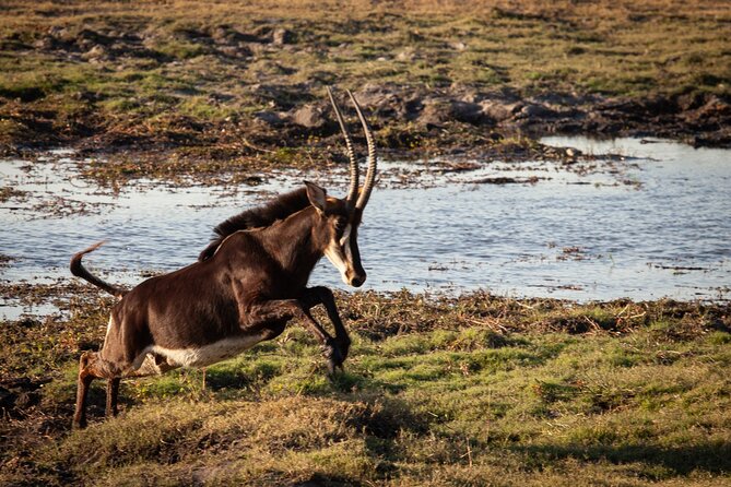 Chobe day trip from Victoria Falls - A Chobe River cruise with elephants on the banks