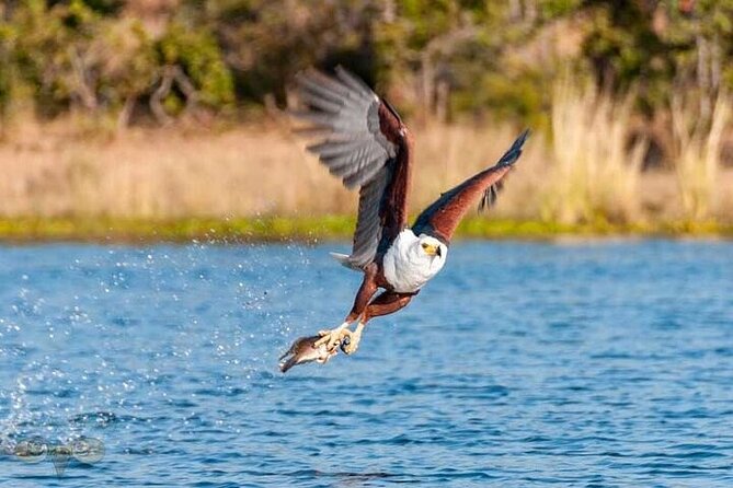 Chobe day trip from Victoria Falls - The afternoon game drive in Chobe National Park
