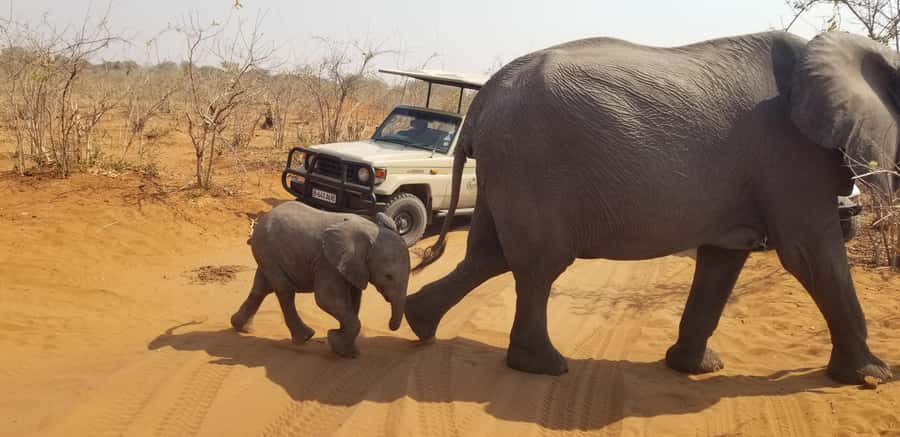 Chobe Day Trip from Victoria Falls, Zimbabwe - Practical advice for a smoother day