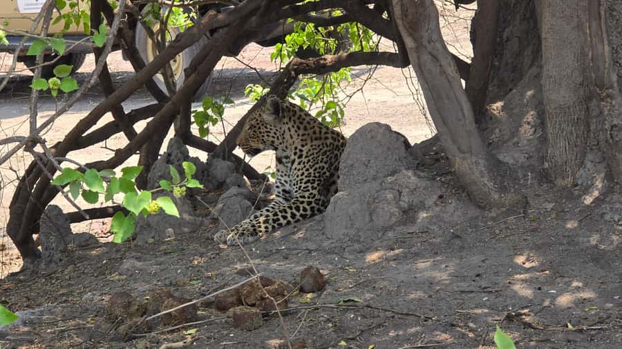 Chobe Day Trip from Victoria Falls, Zimbabwe - Who will enjoy this Chobe day trip?