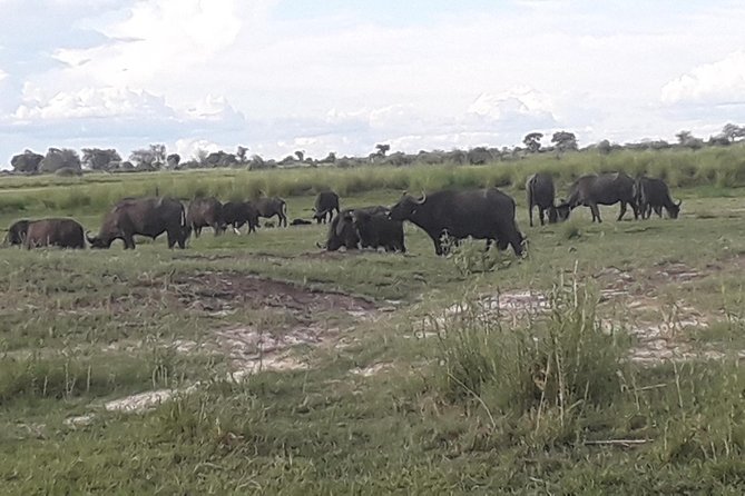 Chobe Day Trip Starting From Victoria Falls - Key points at a glance