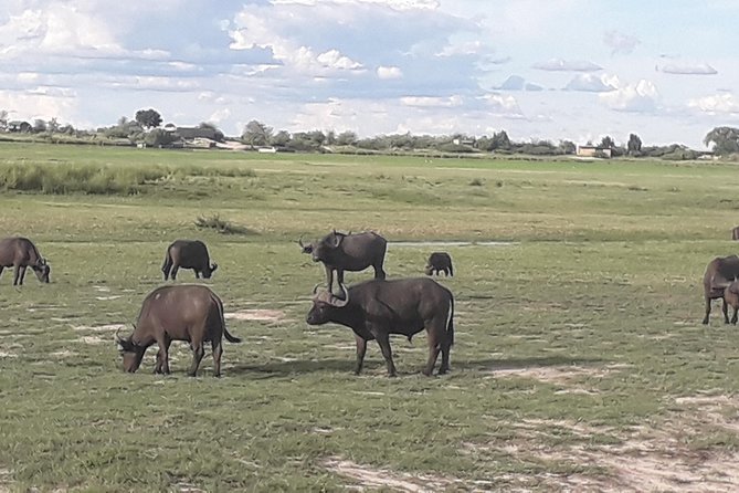 Chobe Day Trip Starting From Victoria Falls - What the guides and group size add