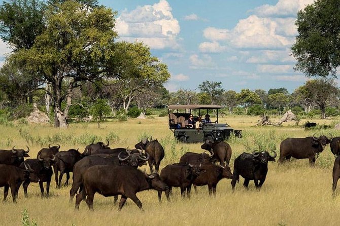 Chobe Day Trip Starting From Victoria Falls - How much value do you get for $190?