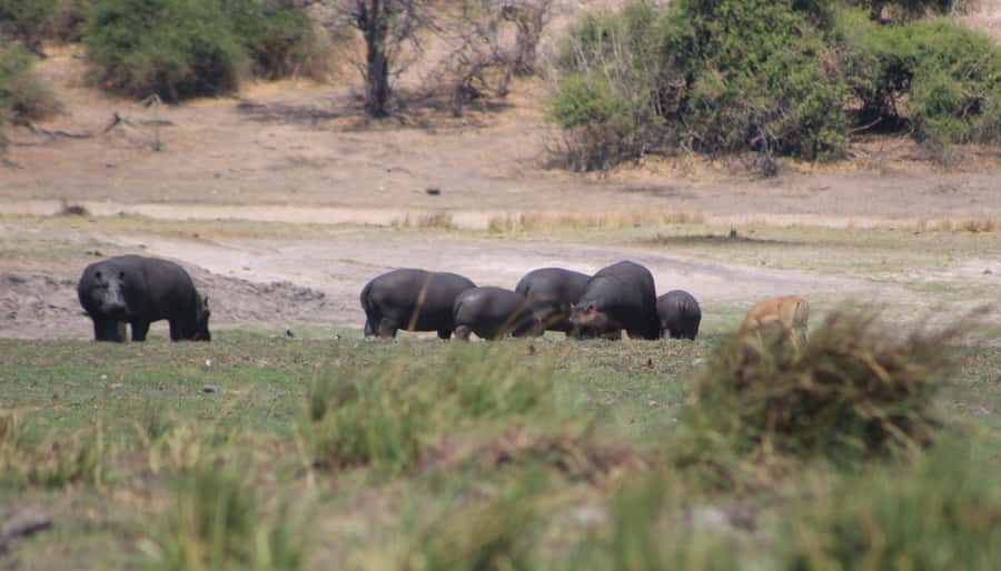 Chobe Extended Day Trip - Key points to know before booking