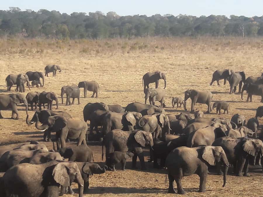 Chobe Extended Day Trip - Why the long day can be worth it