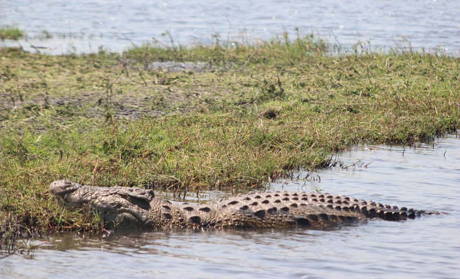 Chobe Extended Day Trip - The 6:30 a.m. Chobe game drive