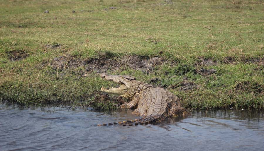 Chobe Extended Day Trip - Lunch and a pause at Chobe Safari Lodge