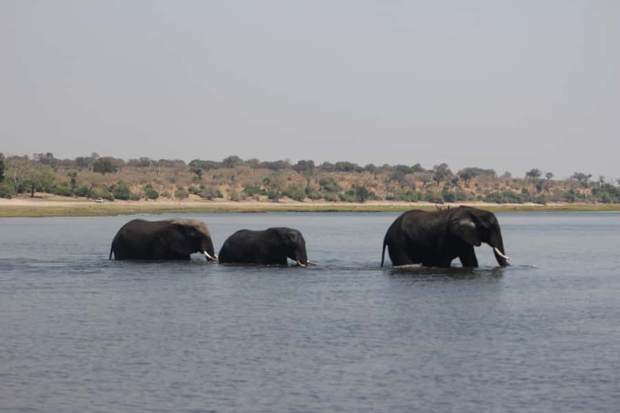 Chobe Extended Day Trip - Group size, comfort, and practical details