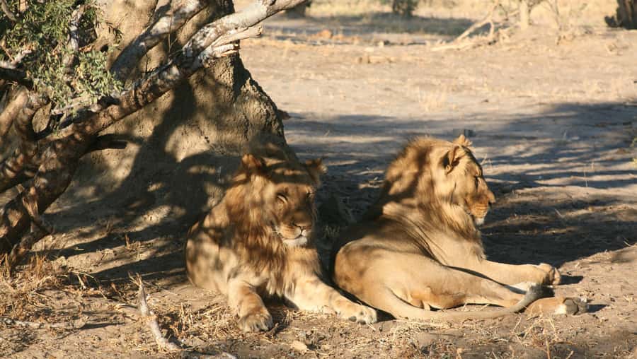 Chobe Extended Day Trip - Who should book the Chobe extended day trip?