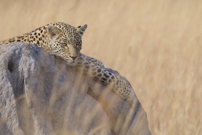Chobe Extended Day Trip from Victoria Falls - Small Group - Key points about this Chobe safari