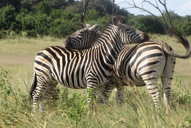 Chobe Extended Day Trip from Victoria Falls - Small Group - The early road from Victoria Falls to Chobe