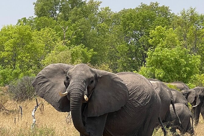 Chobe Extended Day Trip from Victoria Falls - Small Group - Three hours on the Chobe River