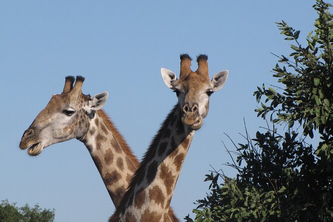 Chobe Extended Day Trip from Victoria Falls - Small Group - How the schedule affects your day