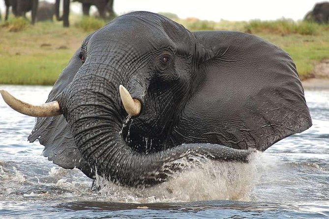Chobe Extended Day Trip from Victoria Falls - Zimbabwe - The three-hour Chobe River cruise