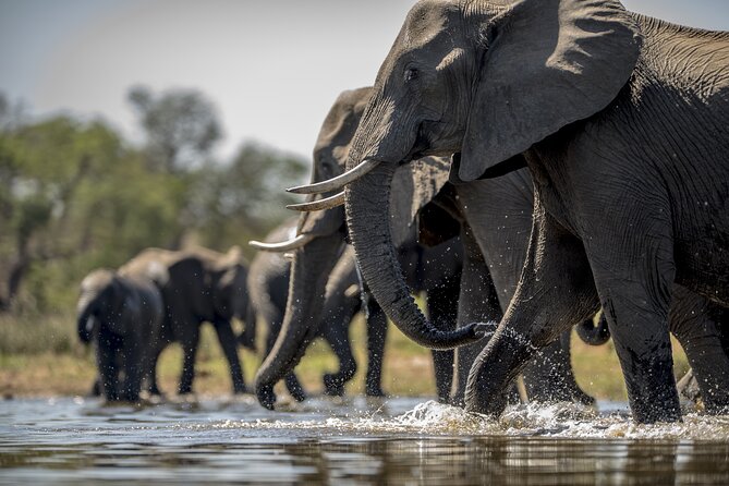 Chobe Full Day Safari From Victoria Falls - The Chobe River boat cruise