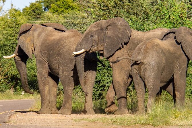 Chobe Full Day Safari From Victoria Falls - What the $220 price really covers