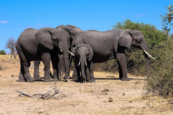 Chobe Full Day Safari From Victoria Falls - Crossing the border into Botswana