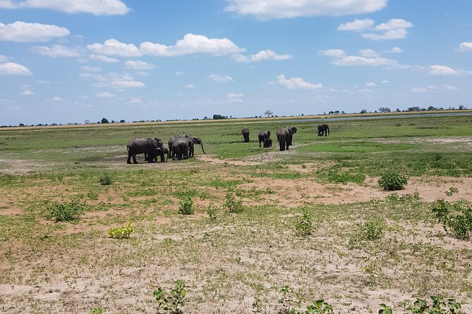 Chobe Full Day Safari in Chobe - Five things to know before booking